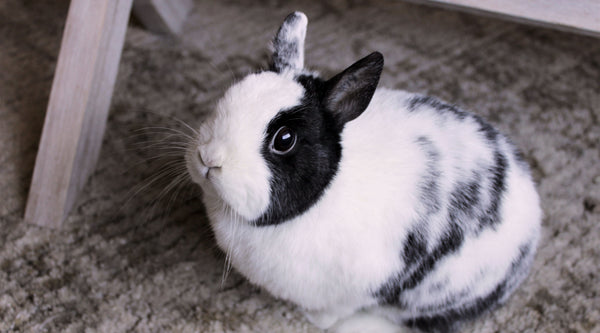 Aoife the Bunny -  the Clean Cailin Mascot!
