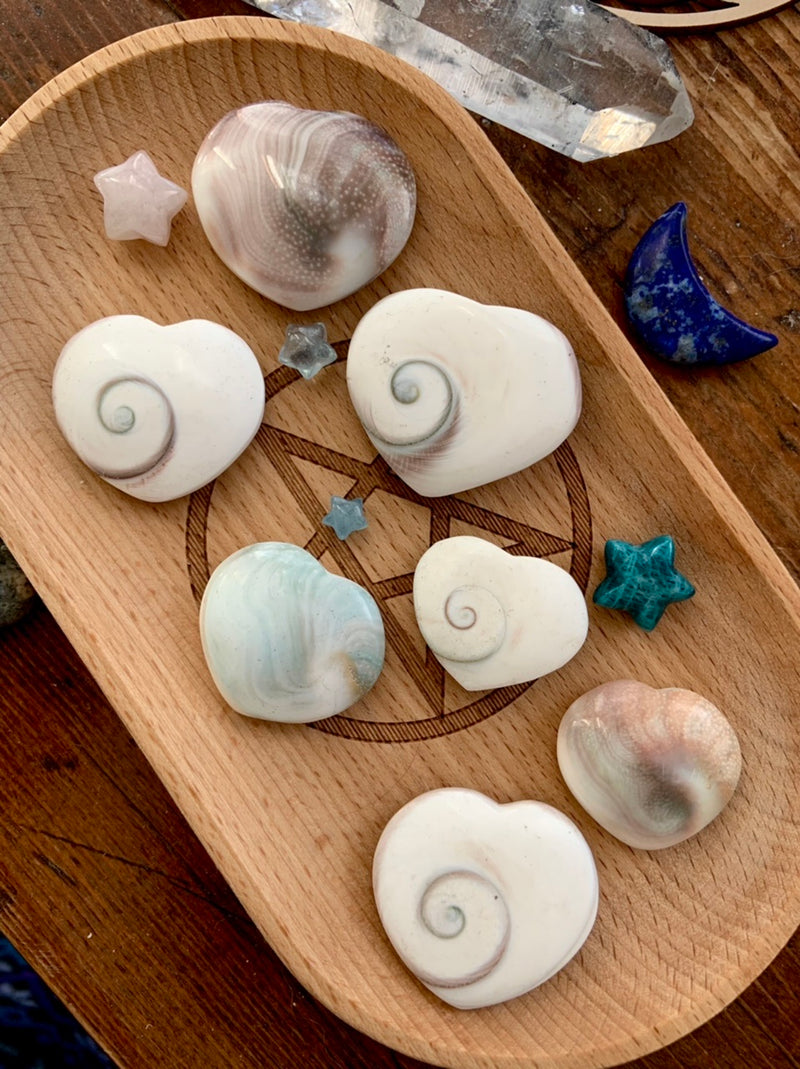 Heart-Shaped Shiva Shells