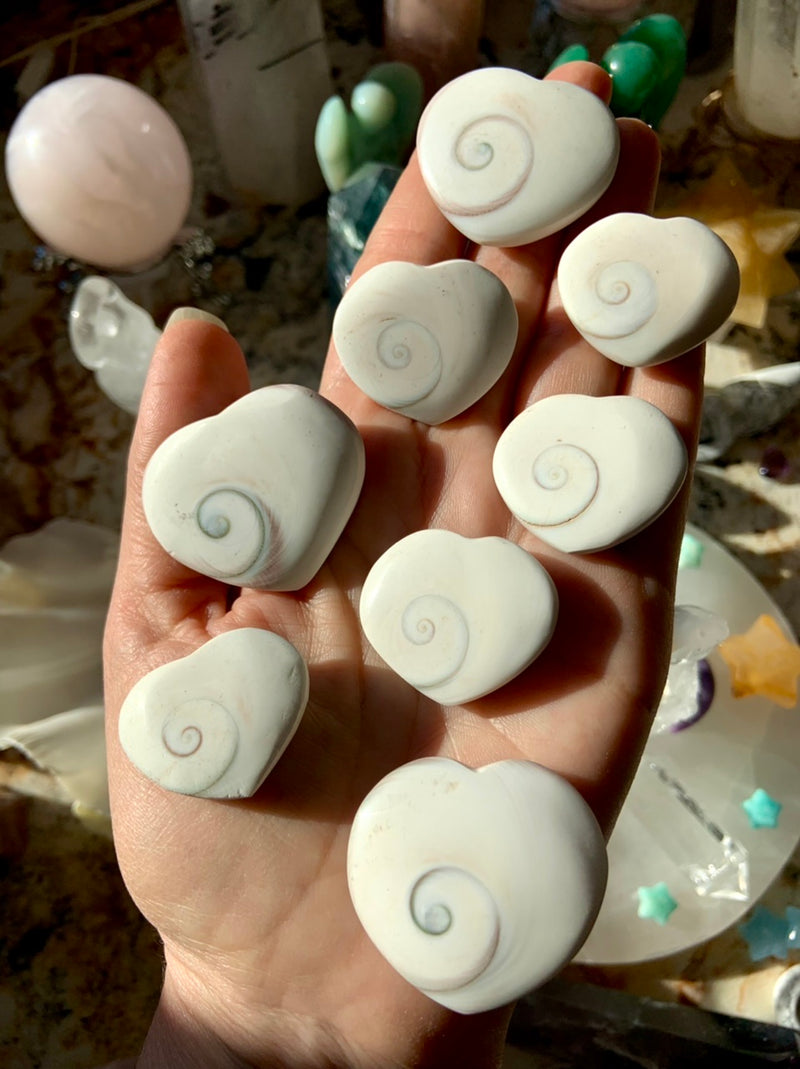 Heart-Shaped Shiva Shells