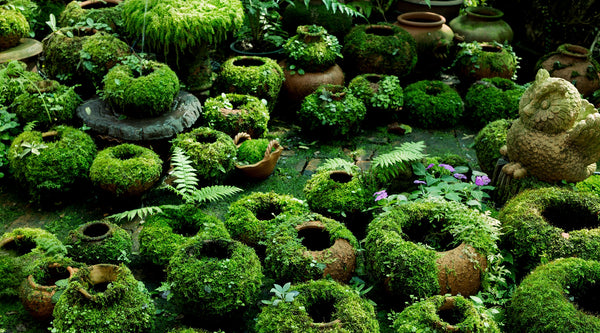 Make DIY Moss Covered Pots With Living Paint